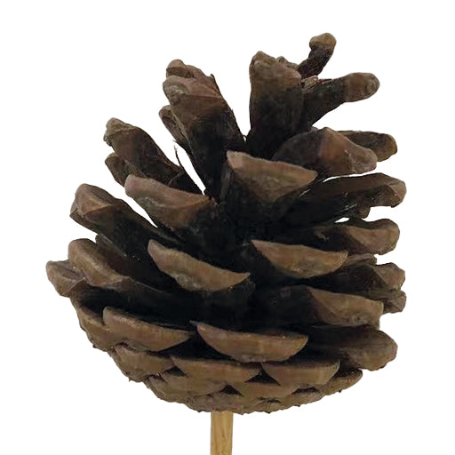 Pinecone Pick Natural